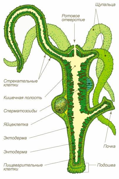 Кракен официальное зеркало