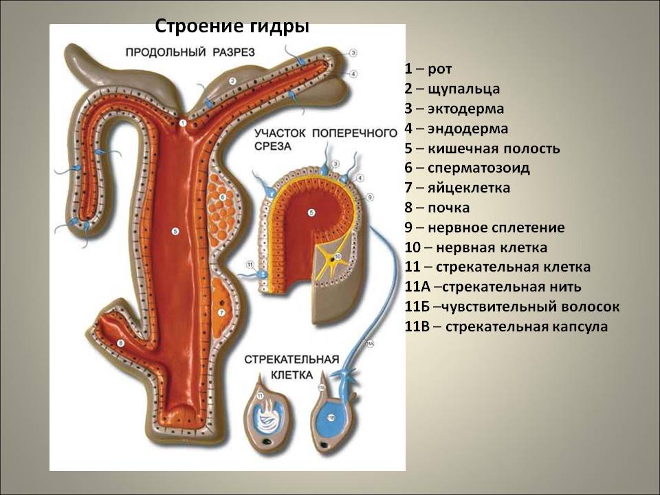 Что такое кракен шоп